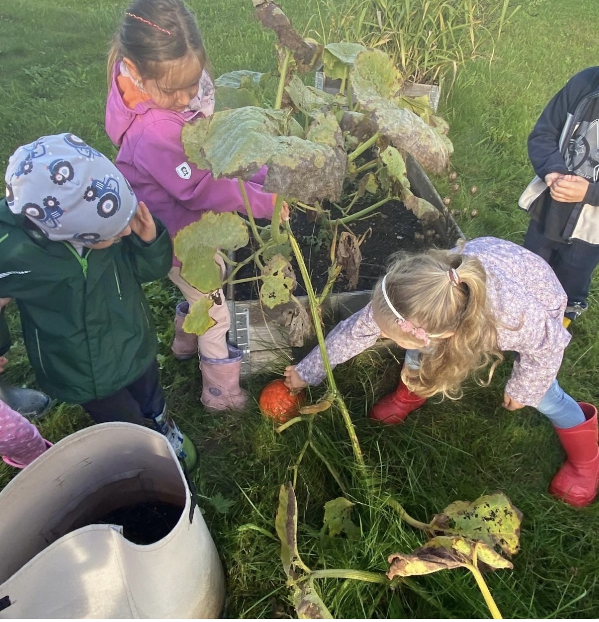 Kinder beim Ernten
